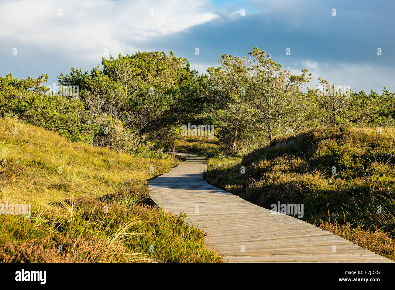 Dune sulla costa del Mare del Nord dell'isola Amrum, Germania Foto Stock