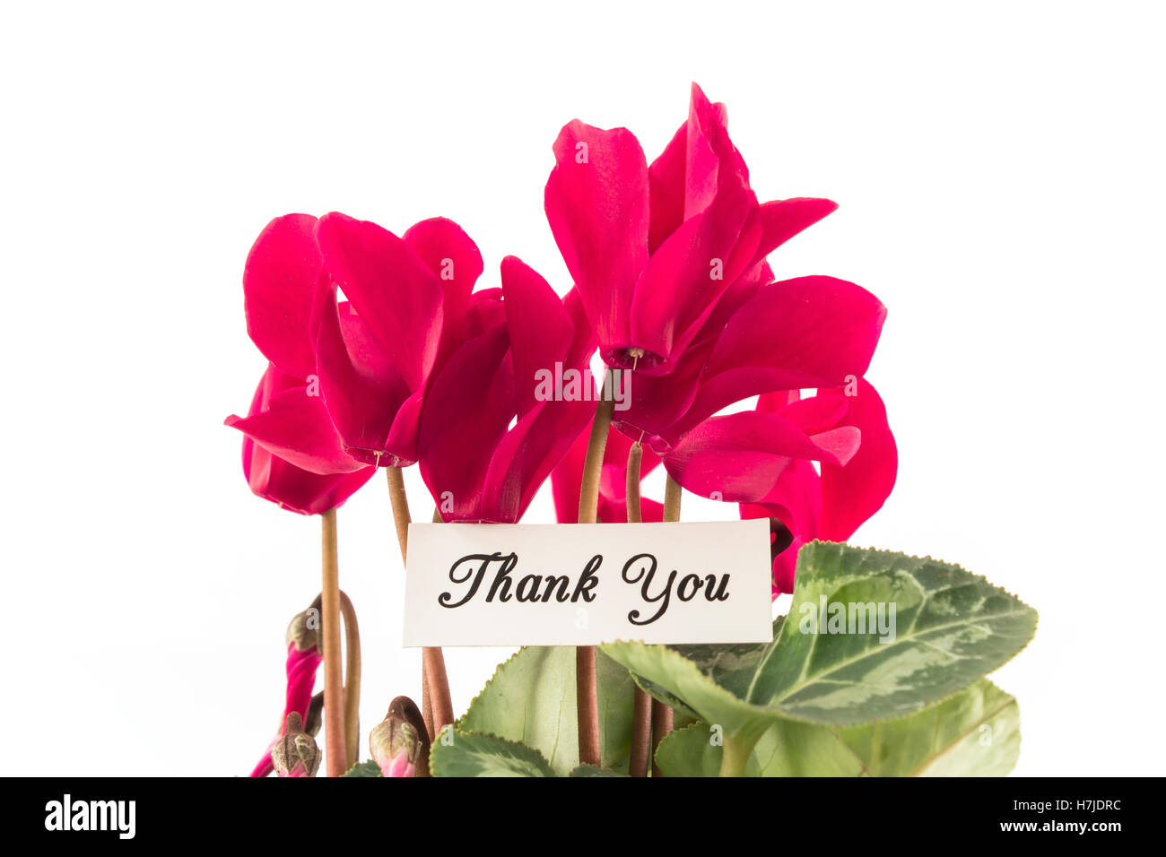 Biglietto di ringraziamento con bouquet di Cyclamens. Foto Stock