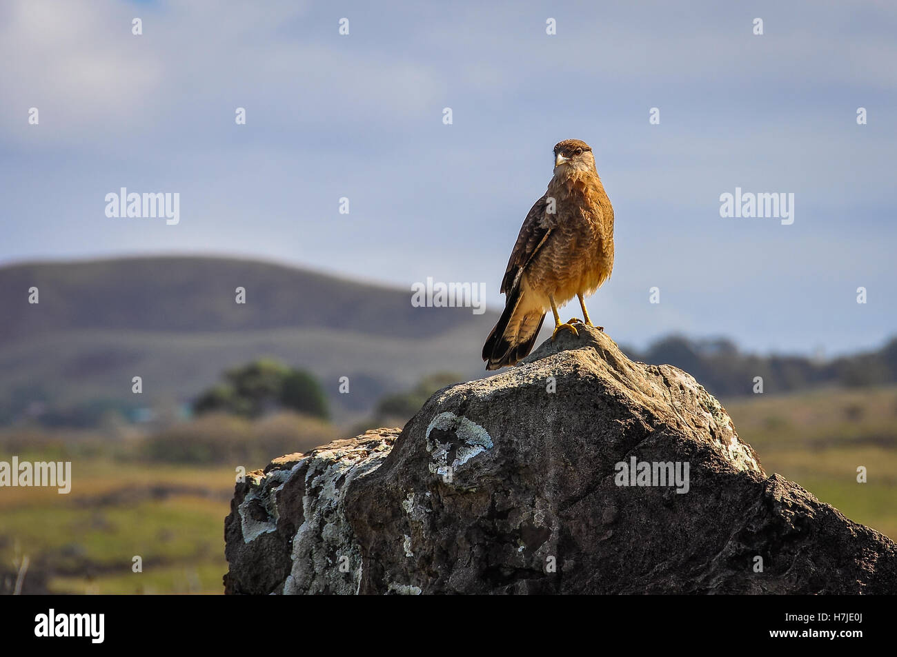 Falcon in attesa sulla costa ruvida dell'isola di pasqua, Cile Foto Stock