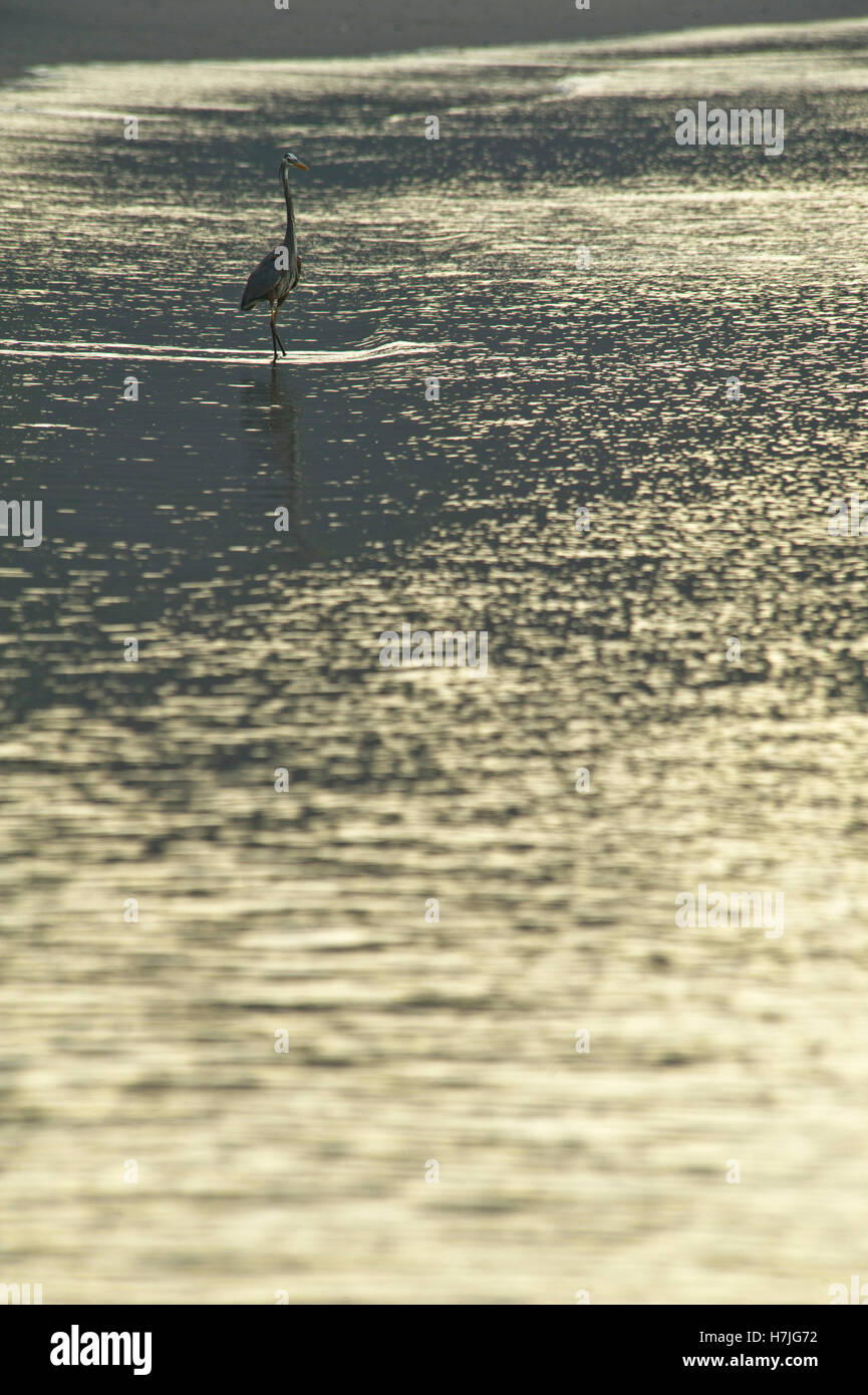 Airone tricolore (Egretta tricolore) su una spiaggia di sabbia nera a Papagayo Bay, Costa Rica. Foto Stock