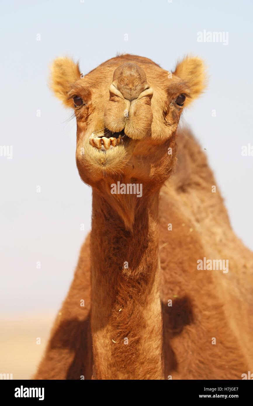 Cammello nel deserto in Amman, Giordania Foto Stock