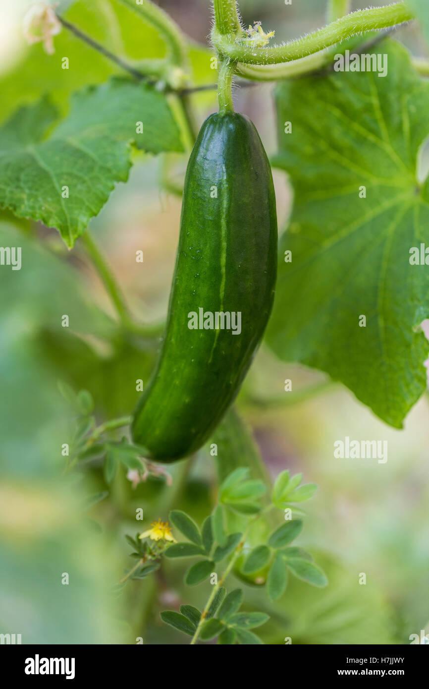 Homegrown cetriolo in orto, foglie di assegnazione Foto Stock