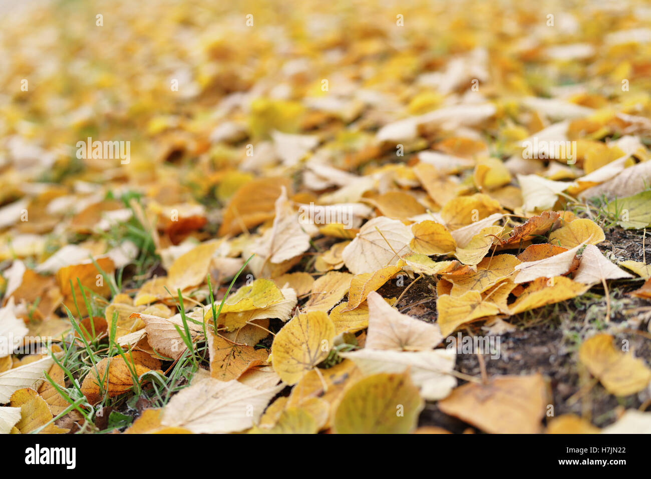 Giallo Sabbiato linden lascia sul terreno Foto Stock