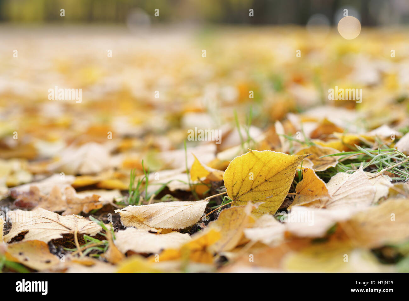 Giallo Sabbiato linden lascia sul terreno Foto Stock