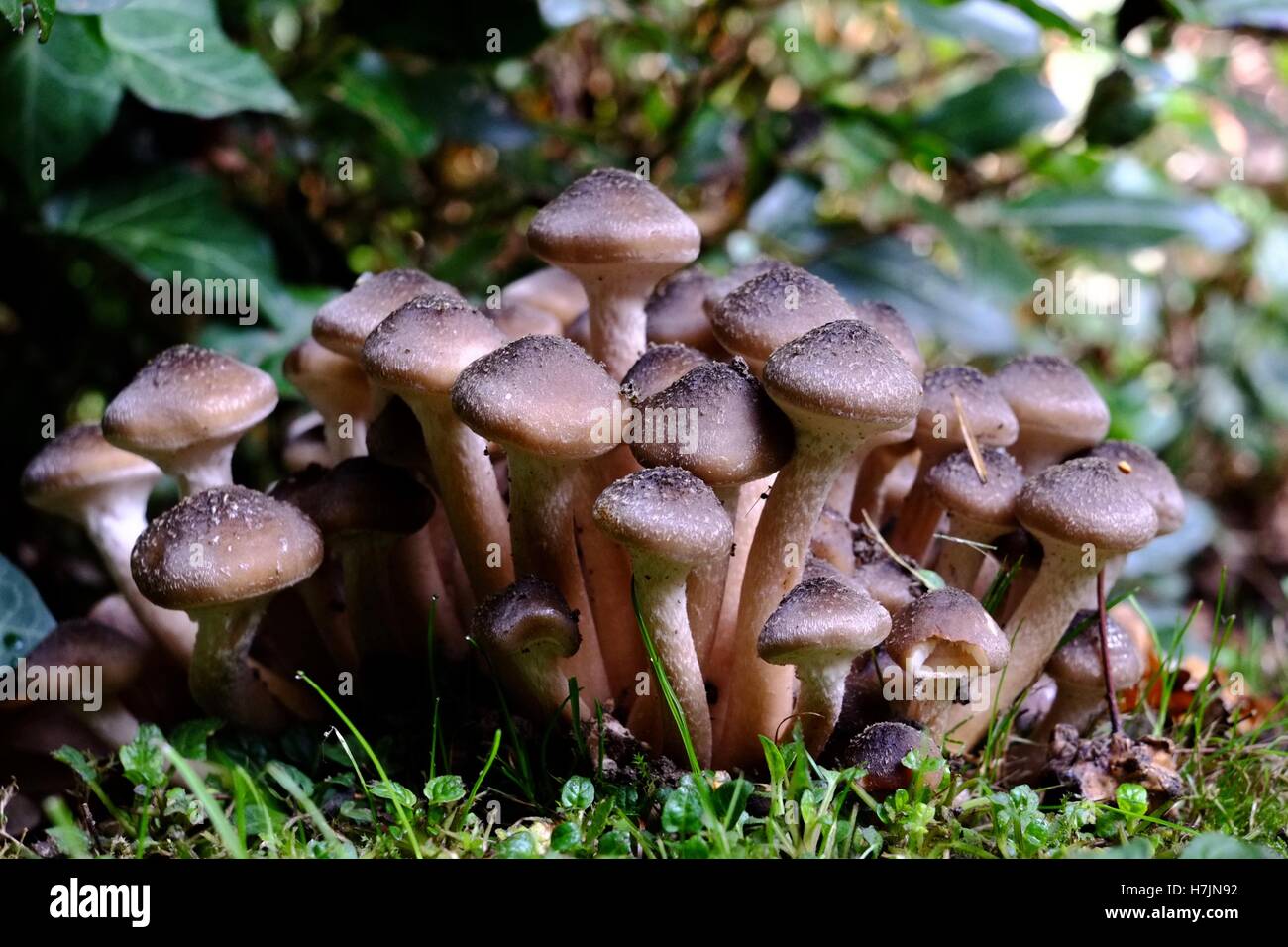 Funghi da giardino Foto Stock