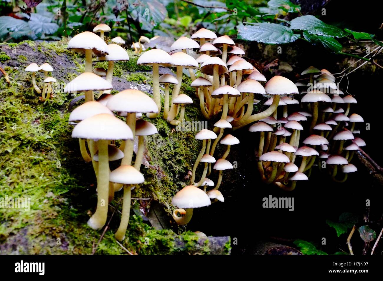 Un gruppo di funghi di bosco, Surrey, Inghilterra Foto Stock