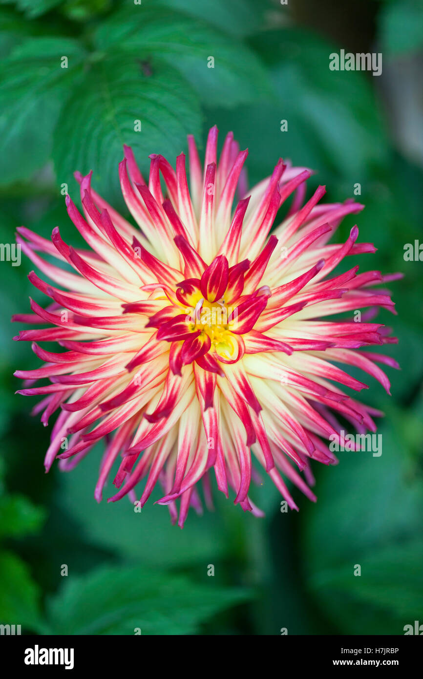 Primo piano di una dahlia 'Weston Spanish Dancer' in fiore, Regno Unito Foto Stock