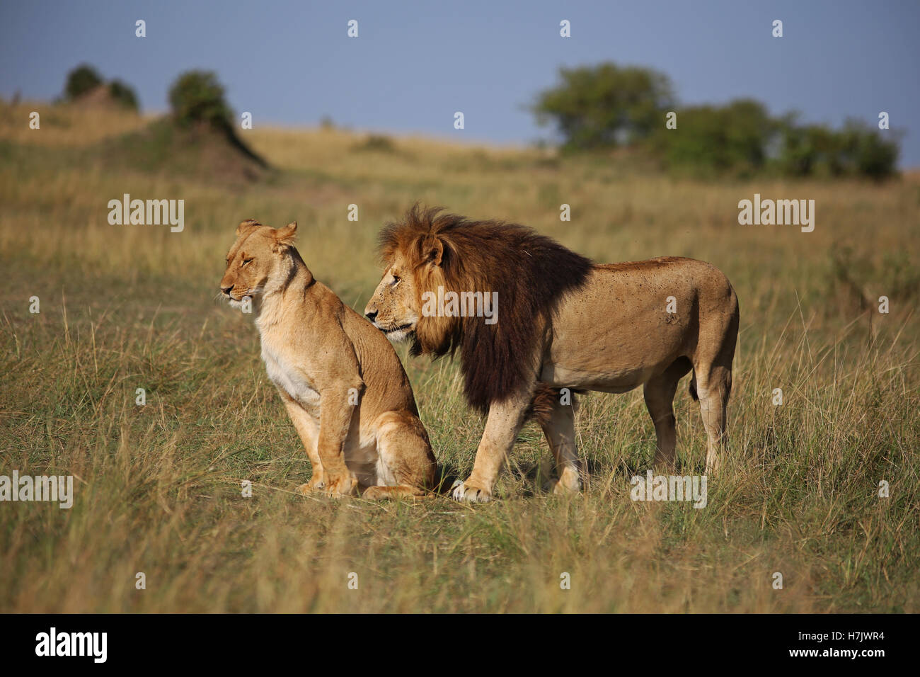 Una coppia di leoni in Masai Mara, Kenya. Foto Stock
