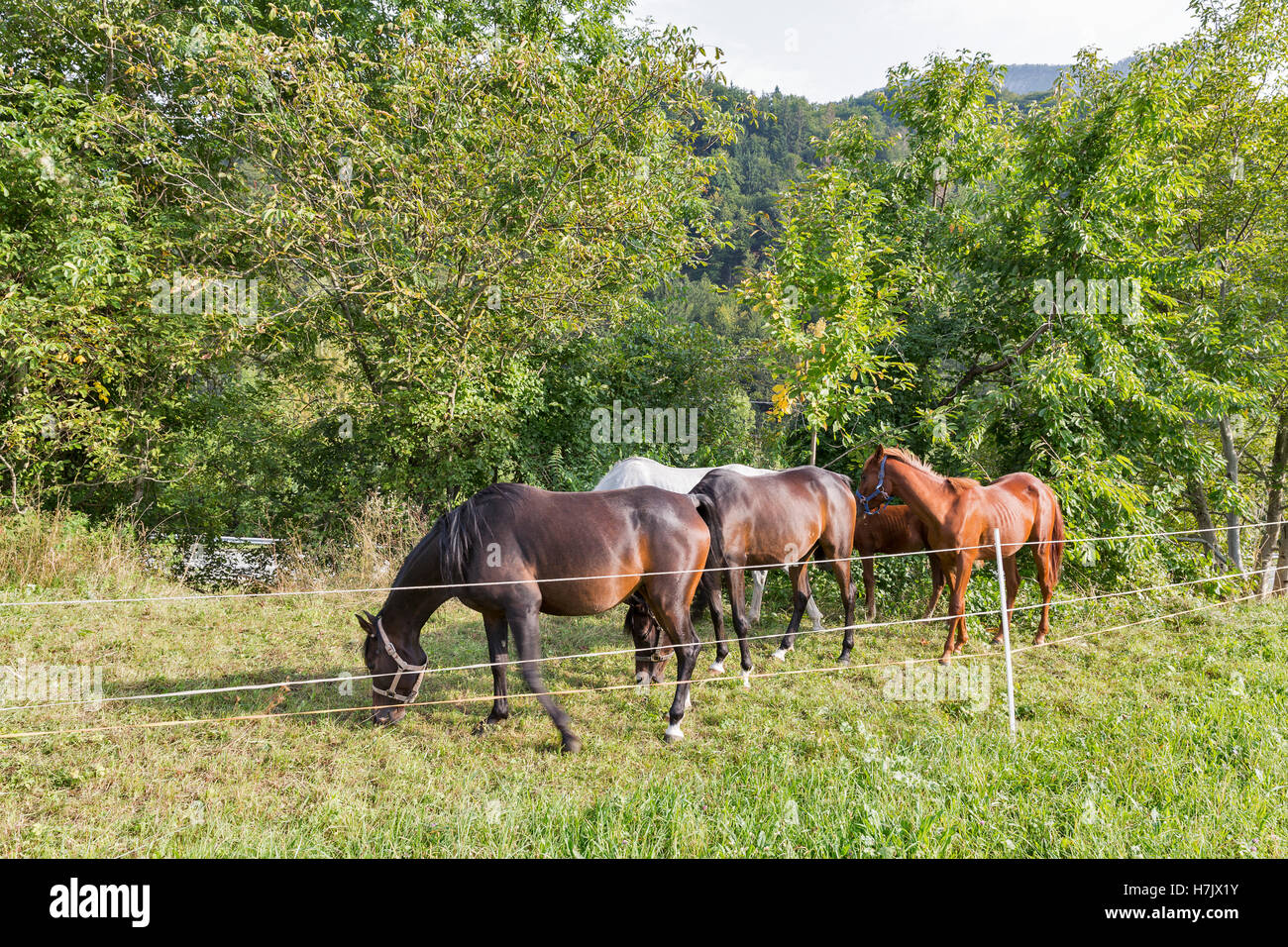 Allevamento di cavalli purosangue il pascolo in un prato con un recinto di cablaggi elettrici Foto Stock