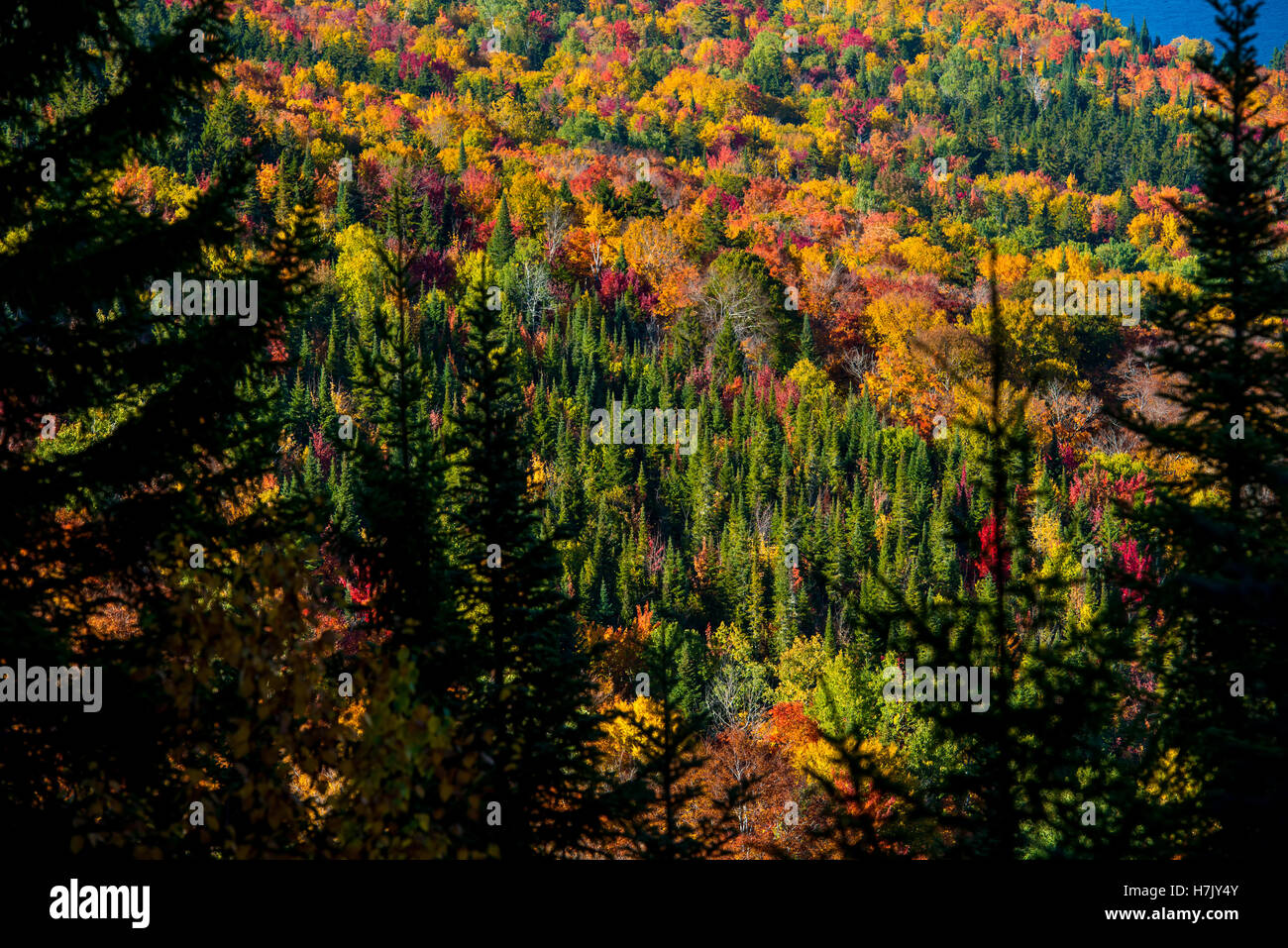 Vista la foresta di autunno in condizioni di luce diurna Foto Stock