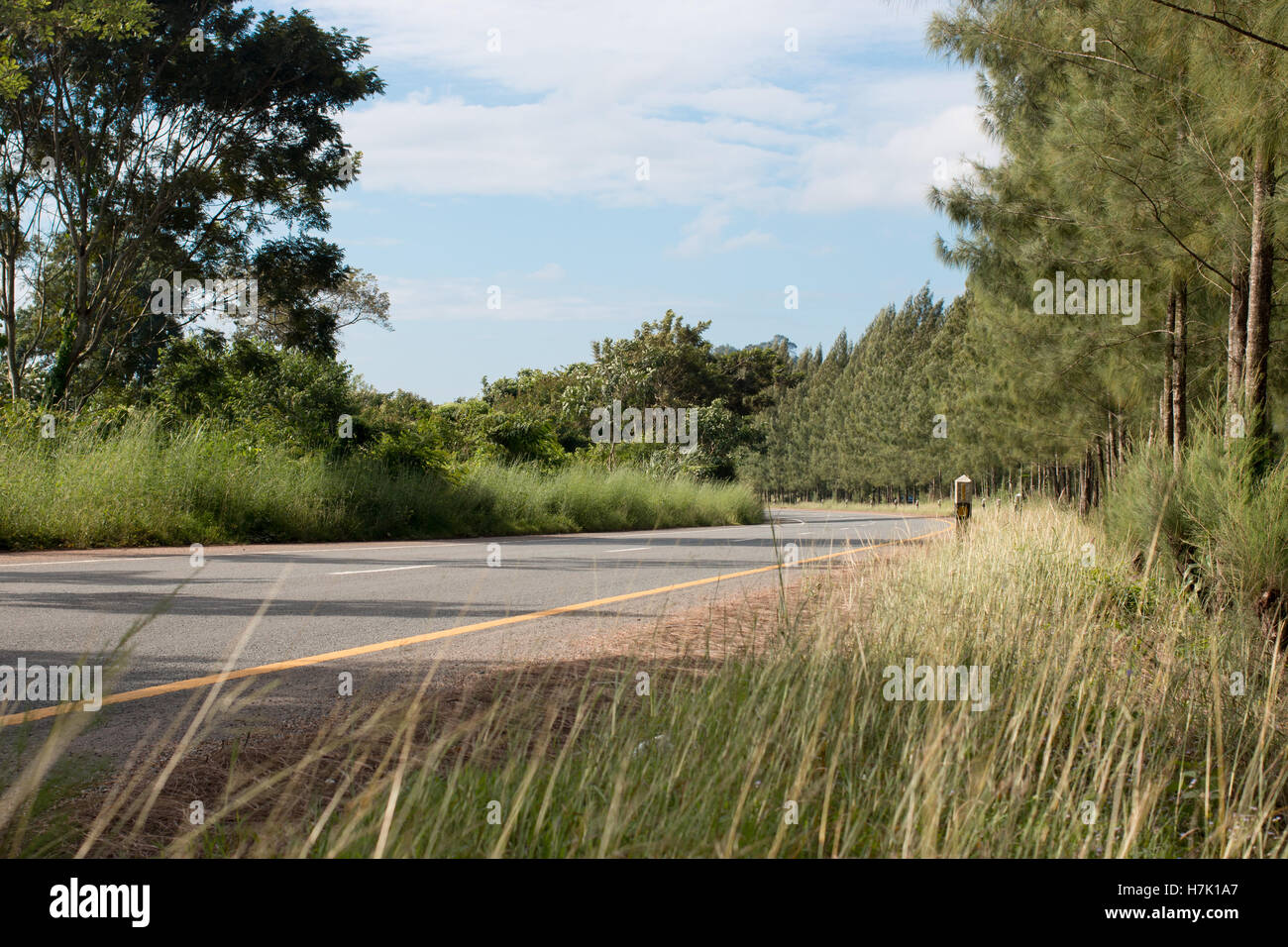 Strada asfaltata nella luce del sole nella foresta di pini Foto Stock