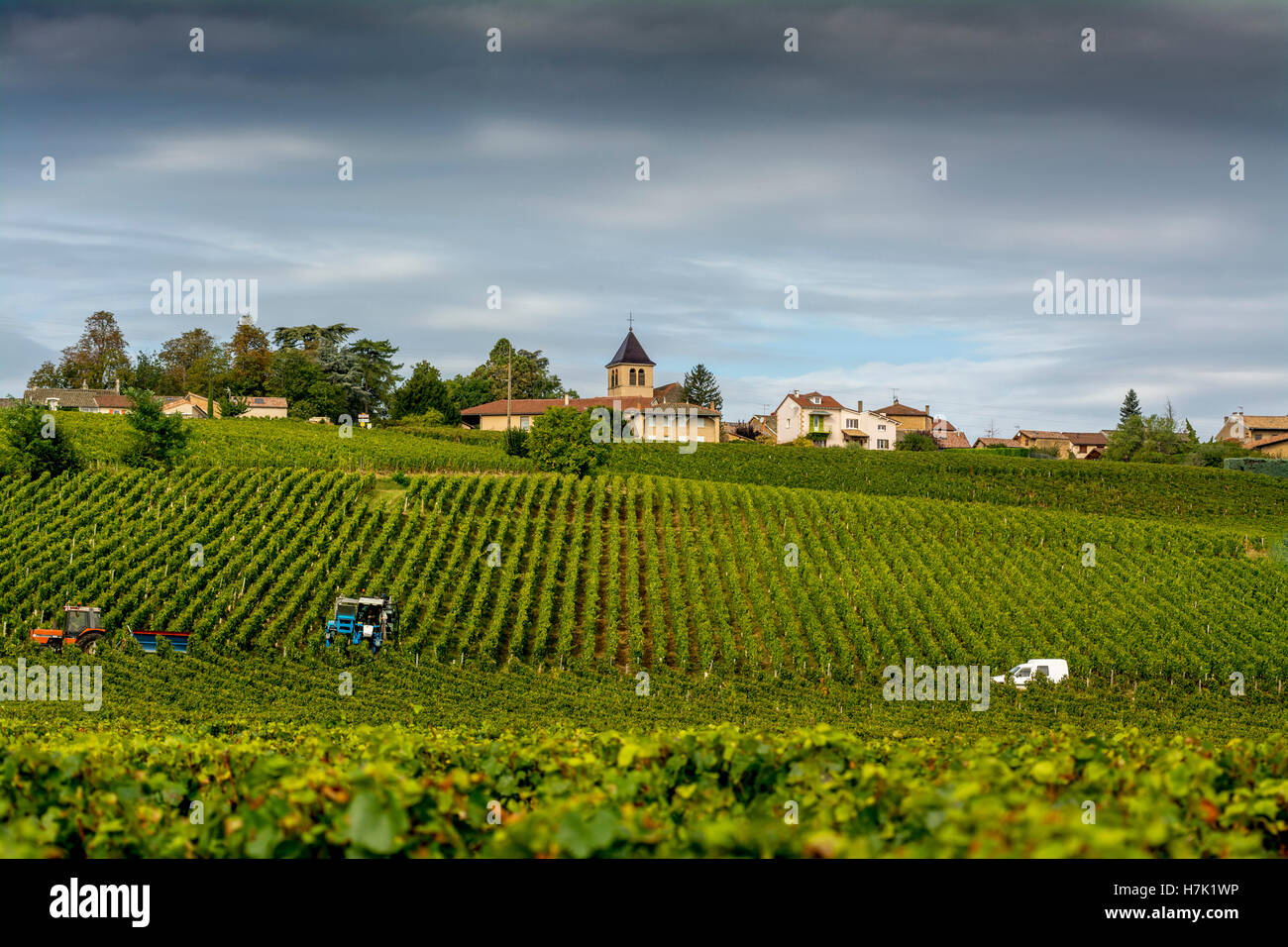 Vigneto del villaggio di Chaintré, Saône-et-Loire, Bourgogne Franche Comte, Francia Foto Stock