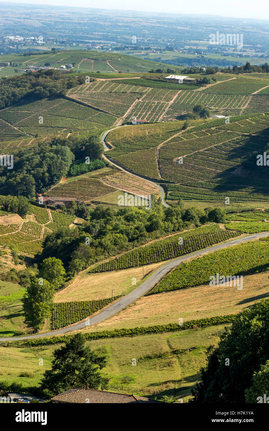 Vigneto di Beaujolais in Morgon Regione Rhone departement, Francia, Europa Foto Stock