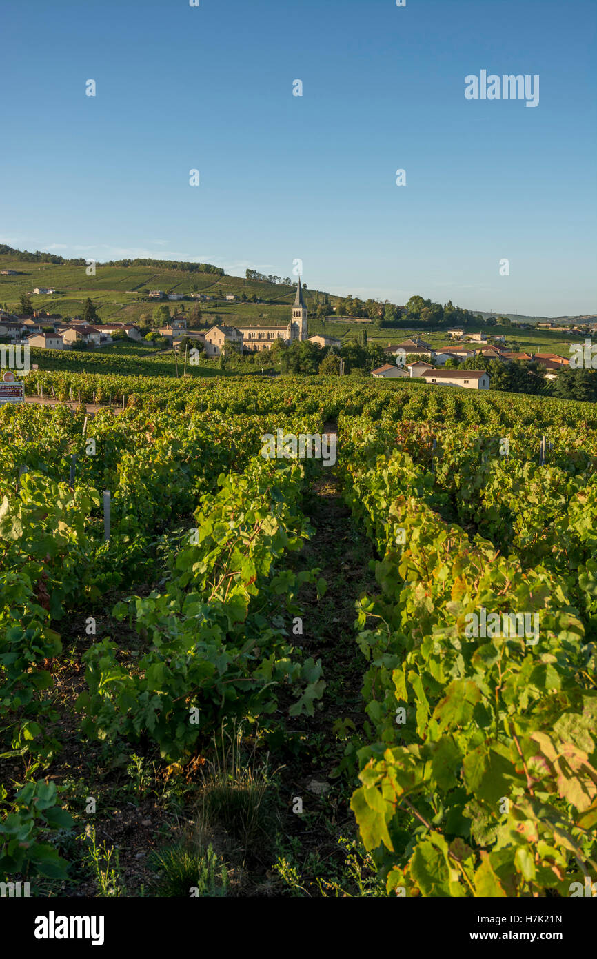 Beaujolais. Chénas villaggio e la sua vigna, dipartimento Rhône, Francia, Europa Foto Stock