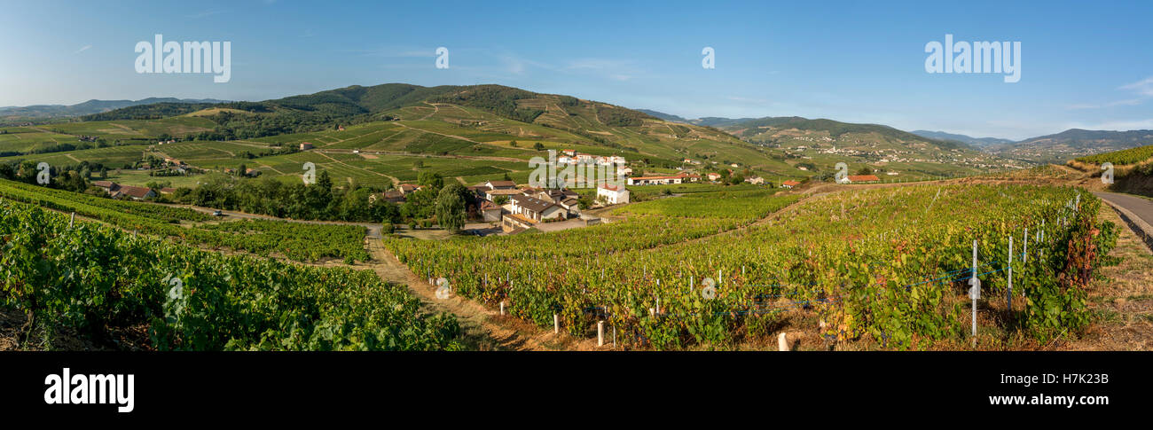 Vista sul vigneto Beaujolais dal Mont Brouilly, Rhône, Francia, Europa Foto Stock