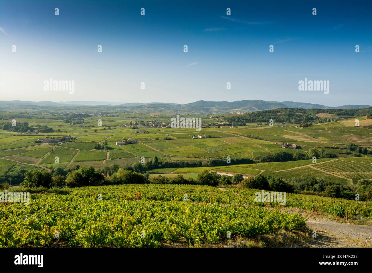 Vista sul vigneto Beaujolais dal Mont Brouilly, Rhône, Francia, Europa Foto Stock