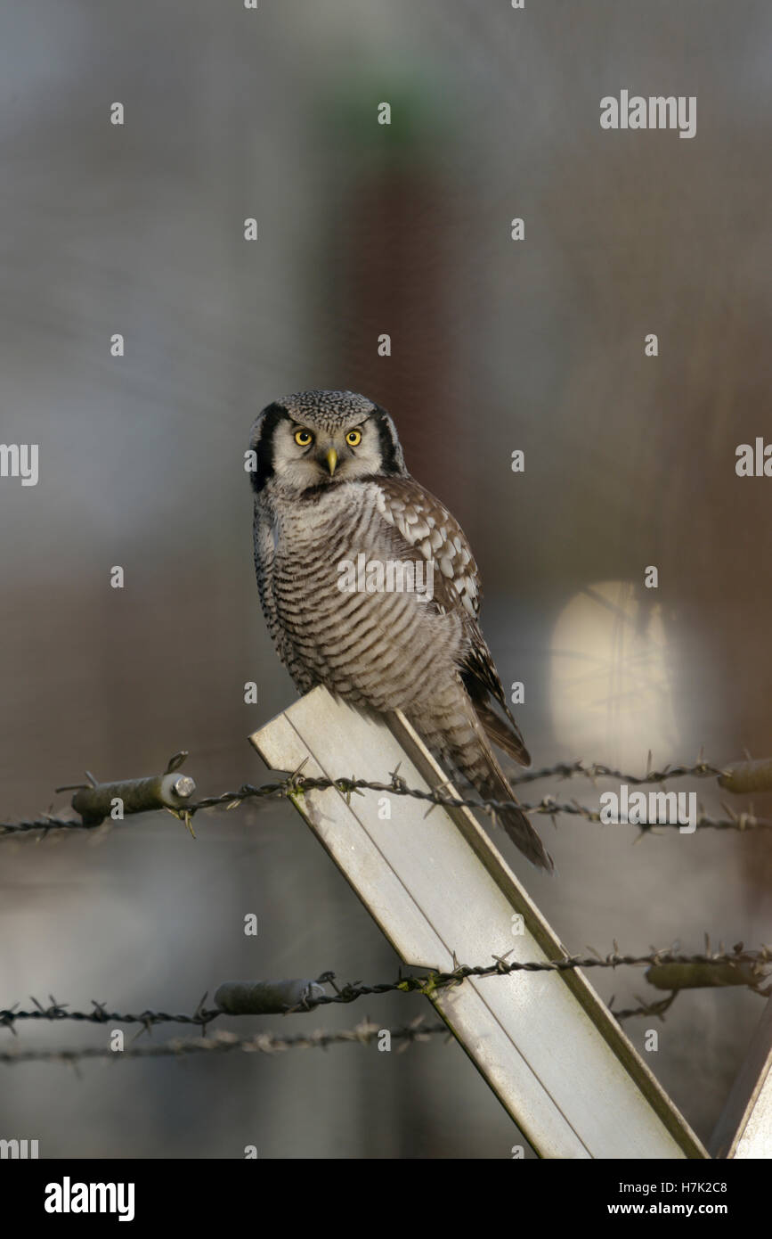 Northern Hawk Owl ( surnia ulula ), rare inverno valutazione in Europa occidentale, appollaiato su un palo di recinzione in circostante inusuali. Foto Stock