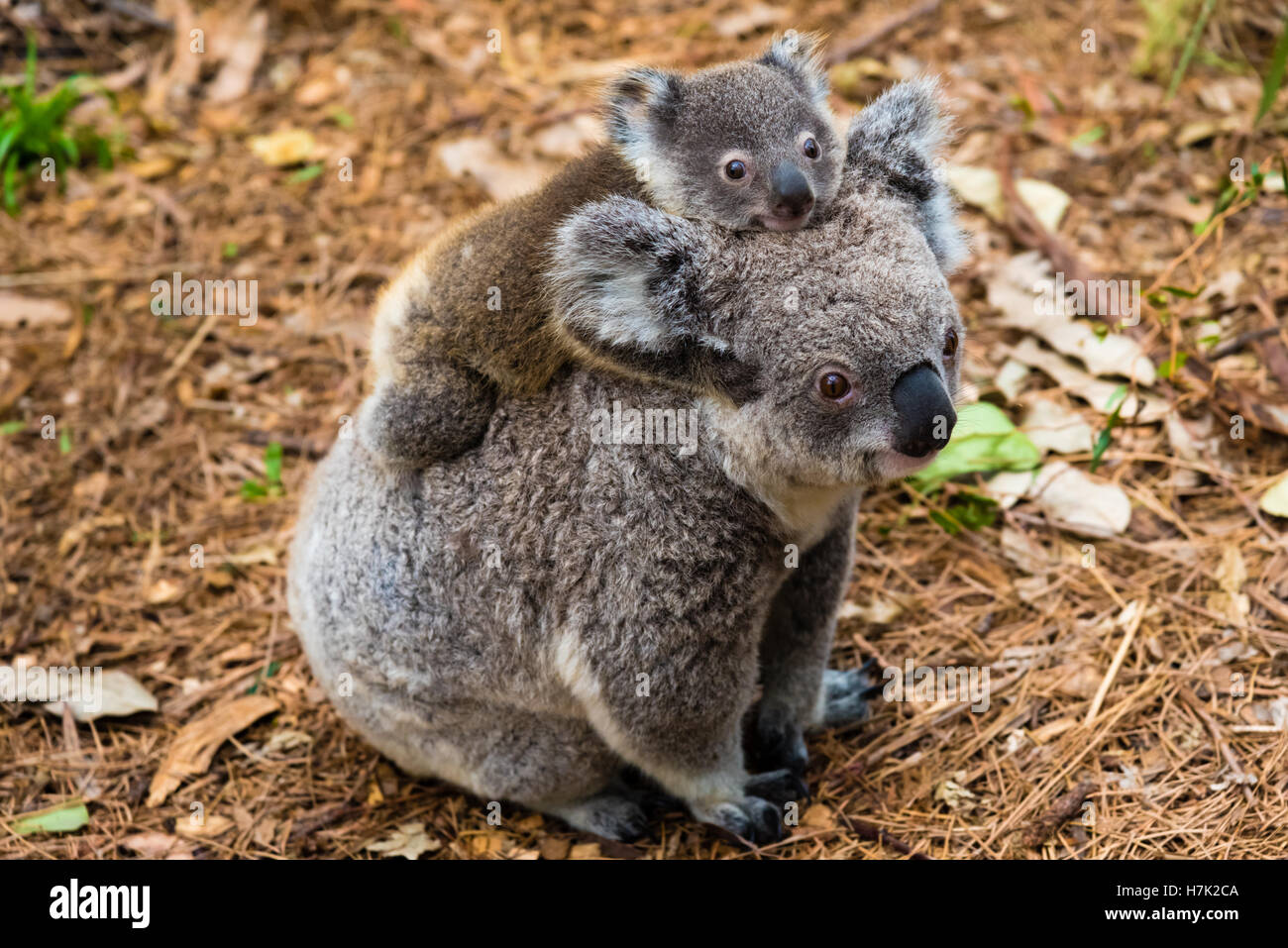 Australian Koala bear animale nativo con il bambino sulla schiena. Foto Stock