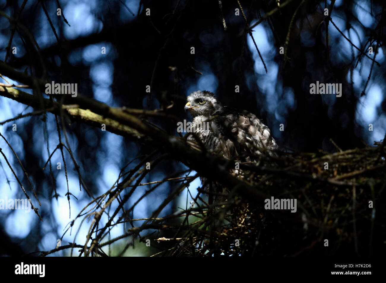 Sparviero ( Accipiter nisus ), chick nel suo nido, nascosta in una struttura ad albero di abete rosso, seduta in spotlight, attesa, quasi maturi. Foto Stock