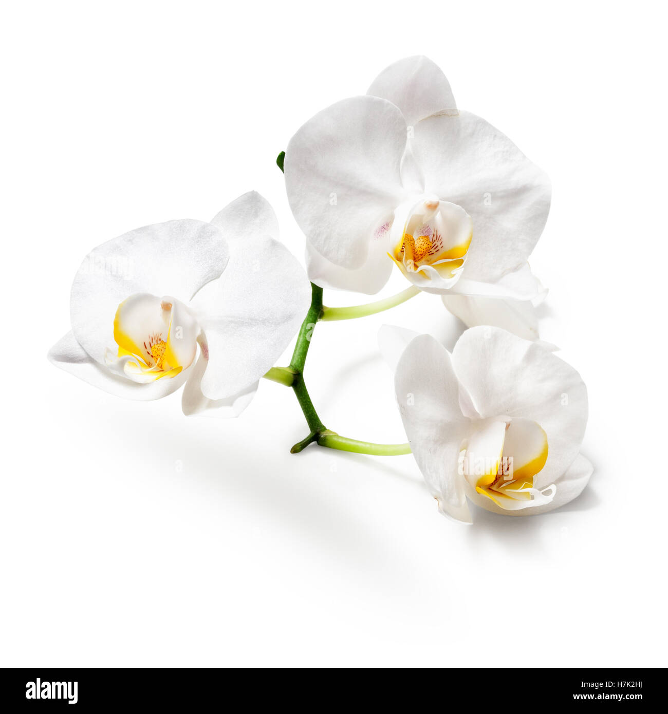 Sfondo bianco luminoso immagini e fotografie stock ad alta risoluzione ...