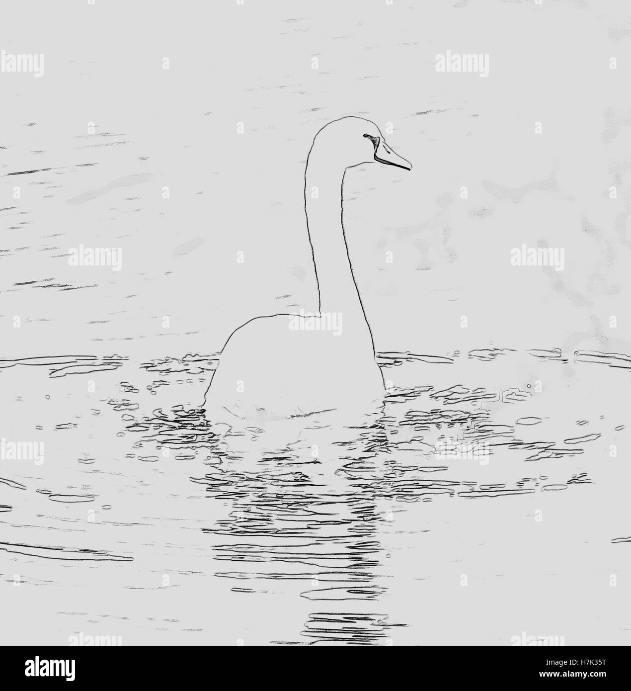 Migliorate digitalmente immagine di un cigno bianco nuotare nel fiume Danubio, Austria Foto Stock