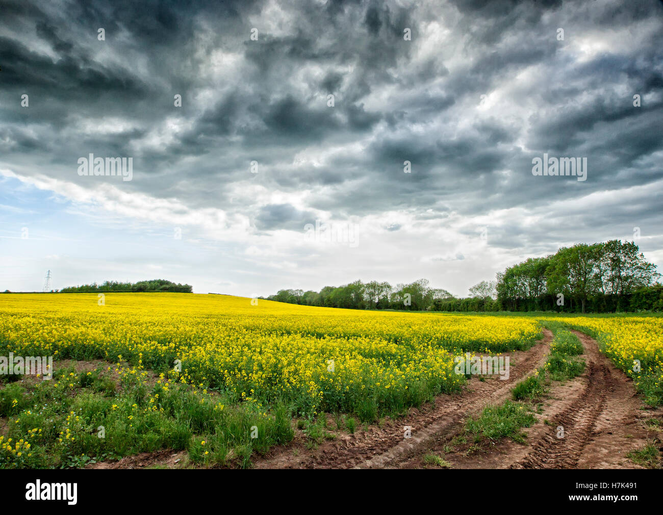 Campo di colza nel Nottinghamshire, Inghilterra Foto Stock