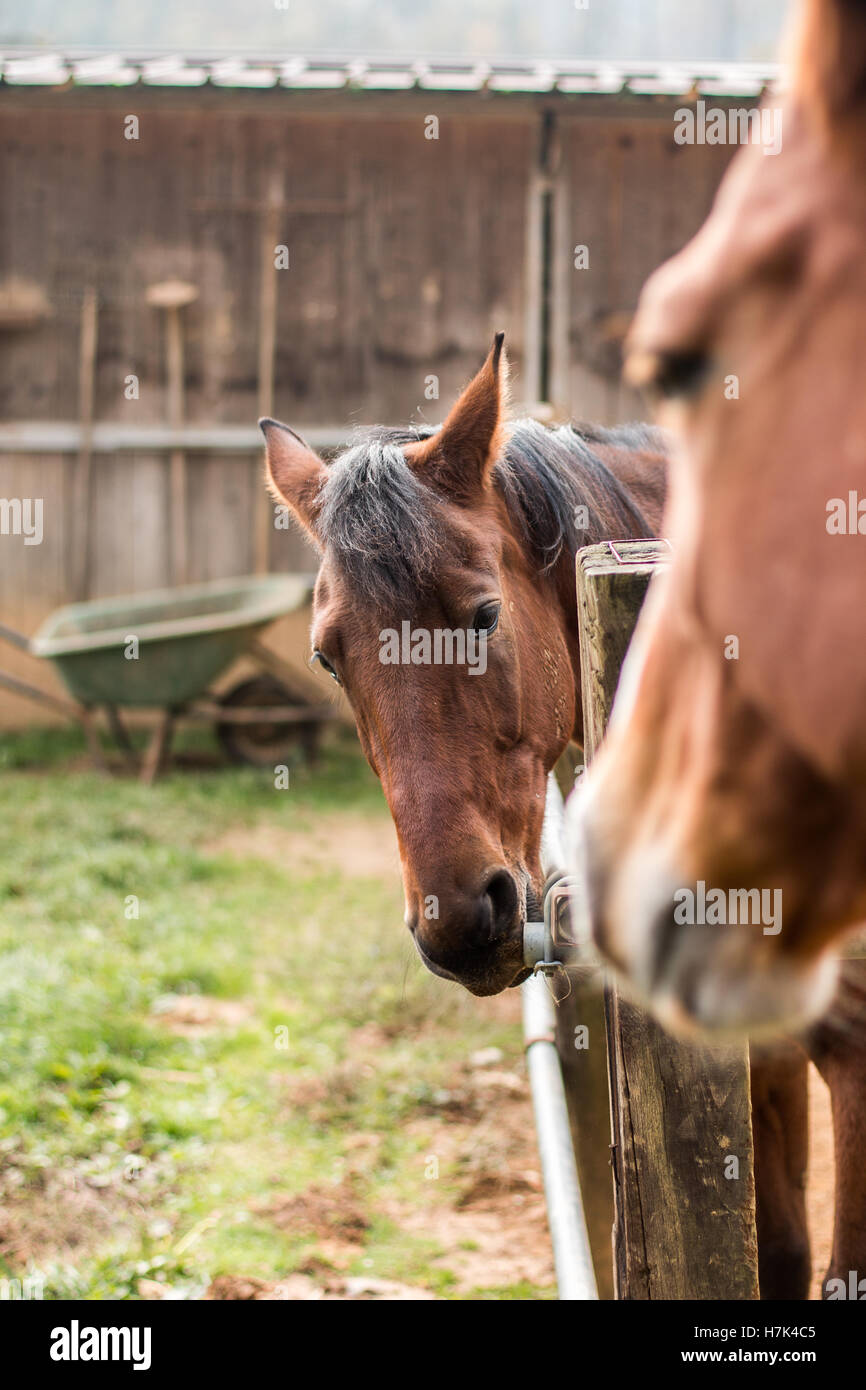 Cavalli guardando ogni altra al ranch in Italia Foto Stock