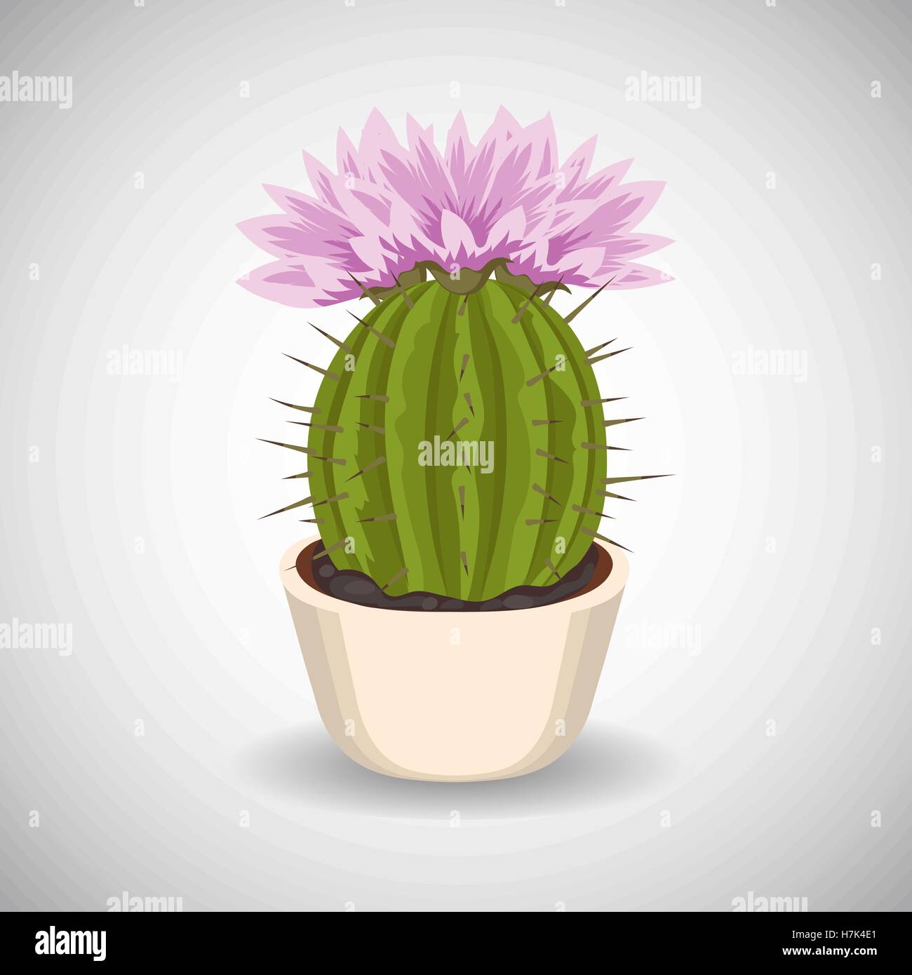 Cactus con splendidi fiori di colore rosa in vaso di fiori. Illustrazione Vettoriale