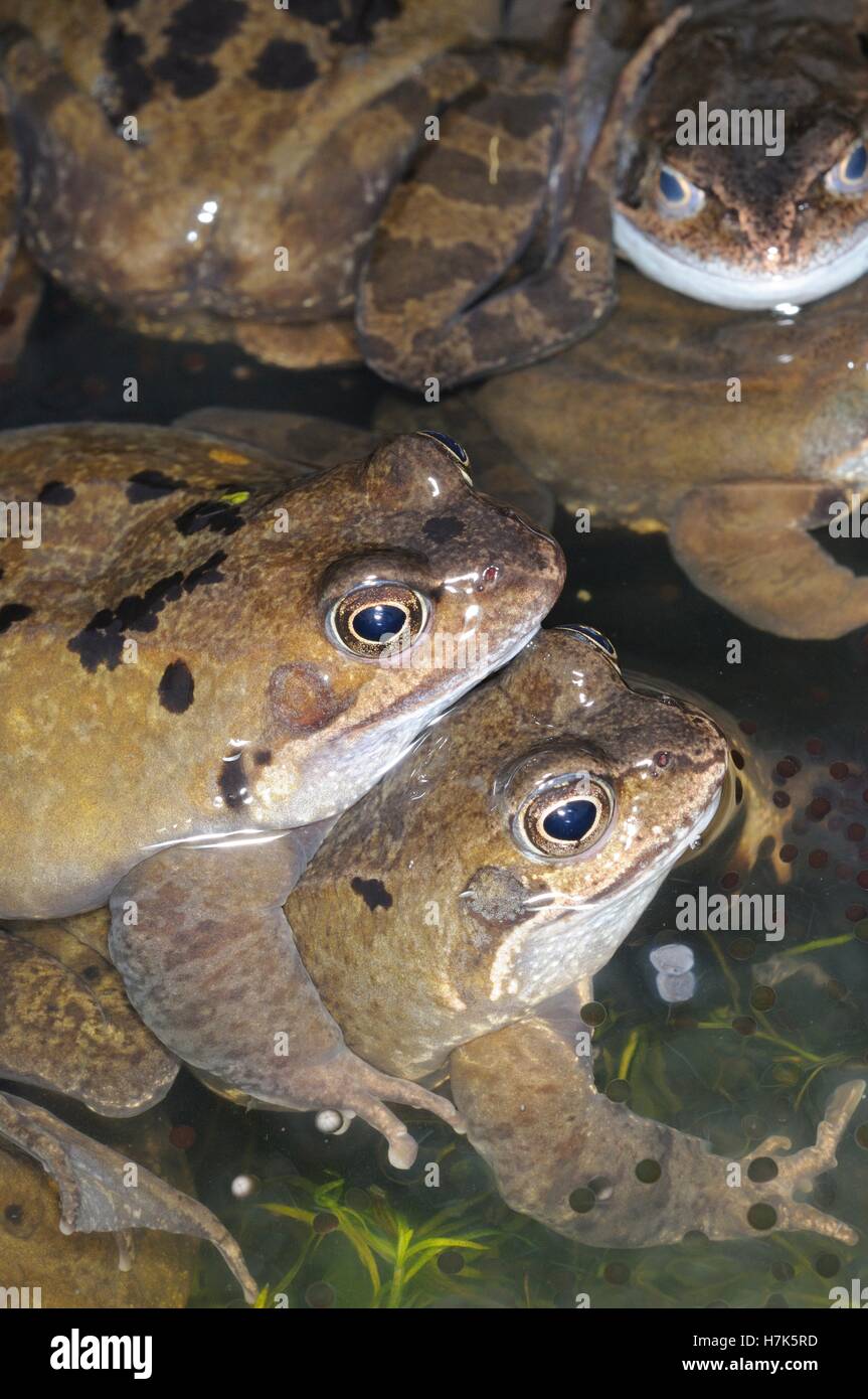 Le rane Rana comune, (rana temporaria) adulti in attività di accoppiamento nel laghetto in giardino in primavera, UK, Marzo Foto Stock