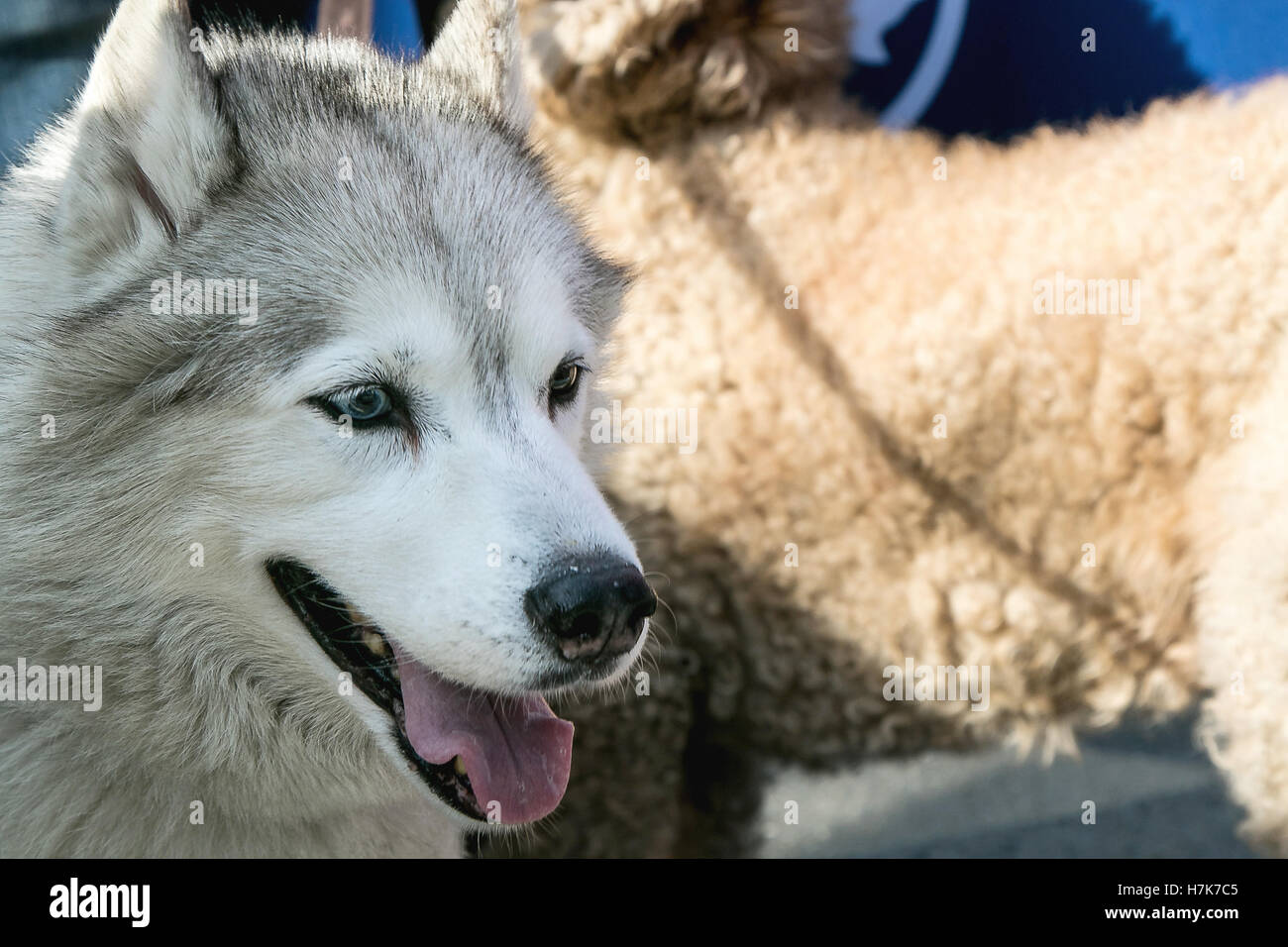 Ritratto di un husky Foto Stock