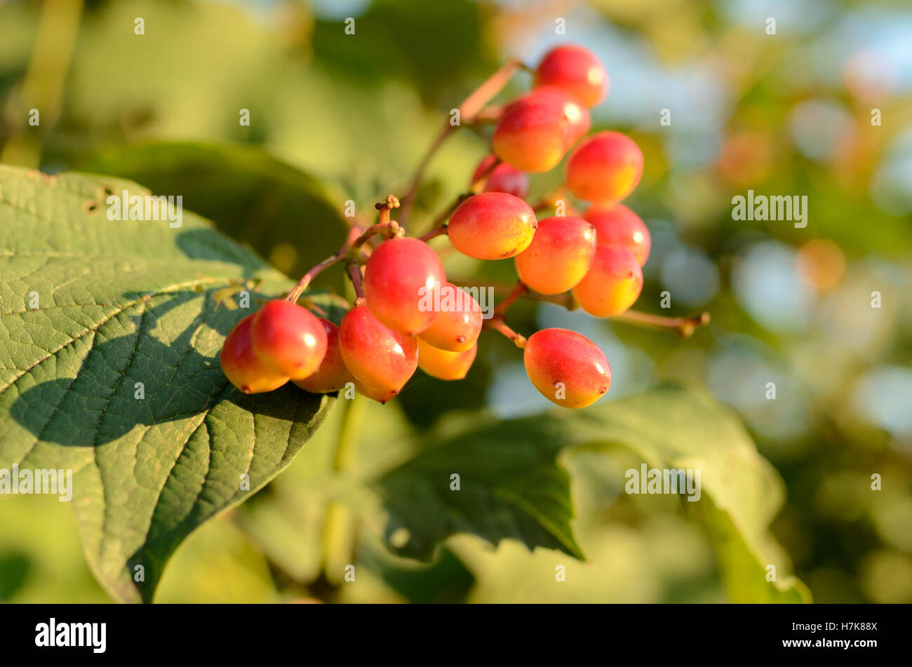 Frutti della cosiddetta Unione cranberrybush (Viburnum opulus) fotografata al numero F basso per evidenziare la parte anteriore e la sfocatura dello sfondo. Foto Stock