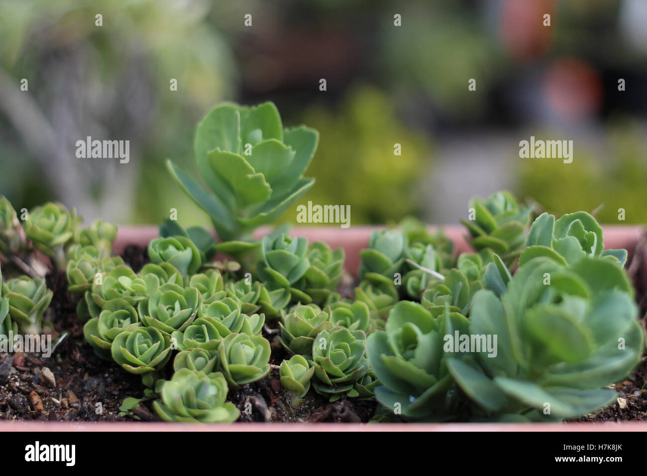 Le piante succulente in crescita in un vivaio Foto Stock Le piante succulente in crescita in un vivaio Foto Stock