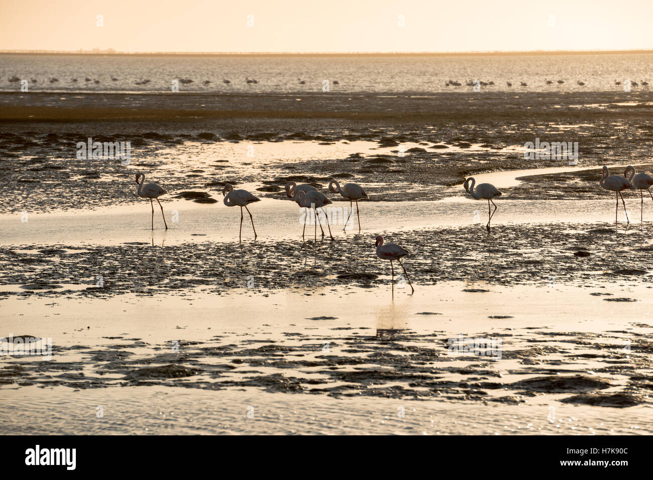 Un immagine oscurata di flamingo sagome in movimento lungo l'Oceano Atlantico fondali bassi a Walvis Bay della costa della Namibia Foto Stock