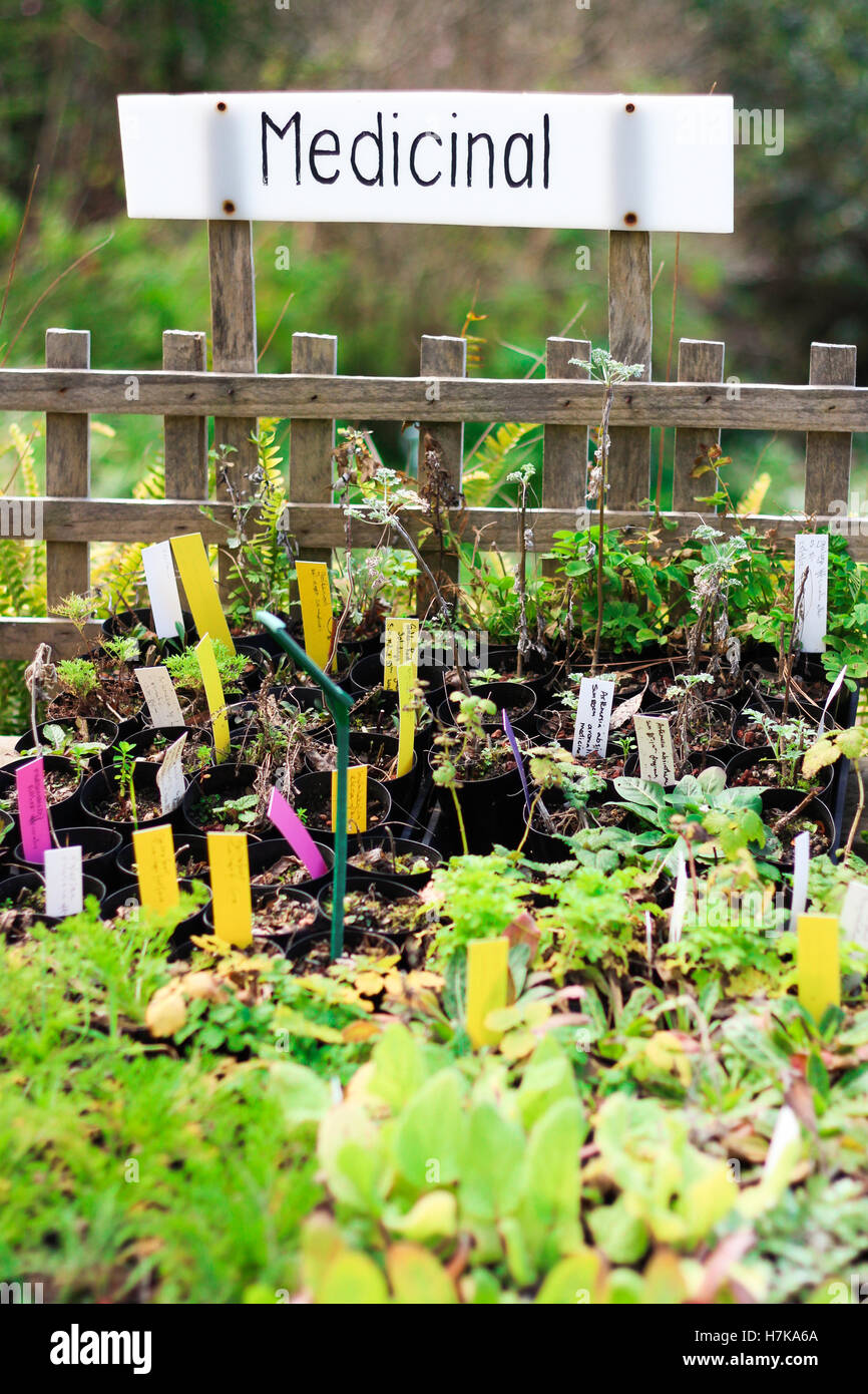 Una vasta gamma di piante utilizzate per la medicina alternativa presso un paese vivaio Foto Stock
