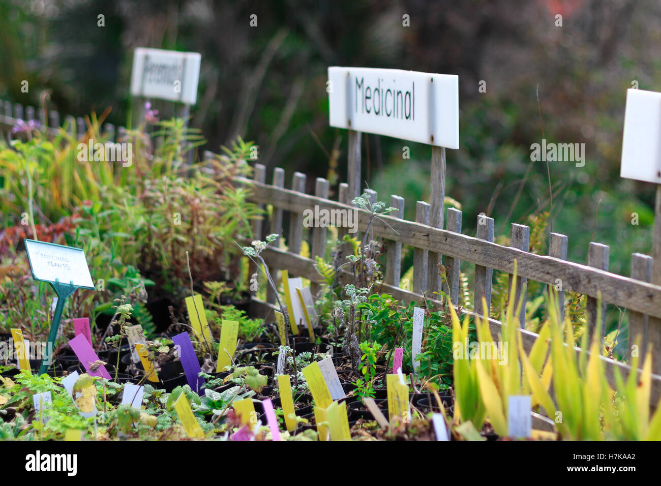 Una vasta gamma di piante utilizzate per la medicina alternativa presso un paese vivaio Foto Stock