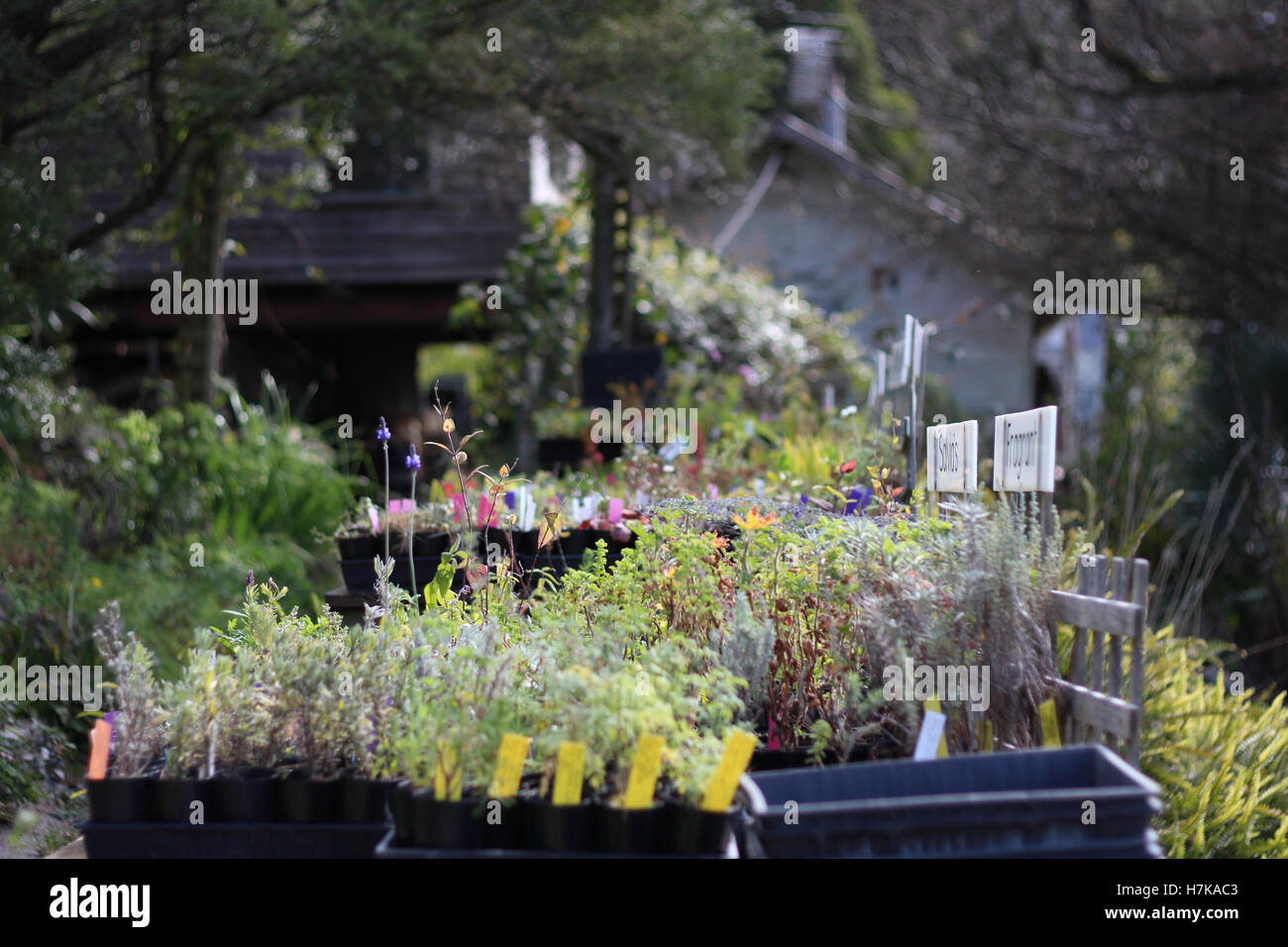 Una vasta gamma di piante utilizzate per la medicina alternativa presso un paese vivaio Foto Stock