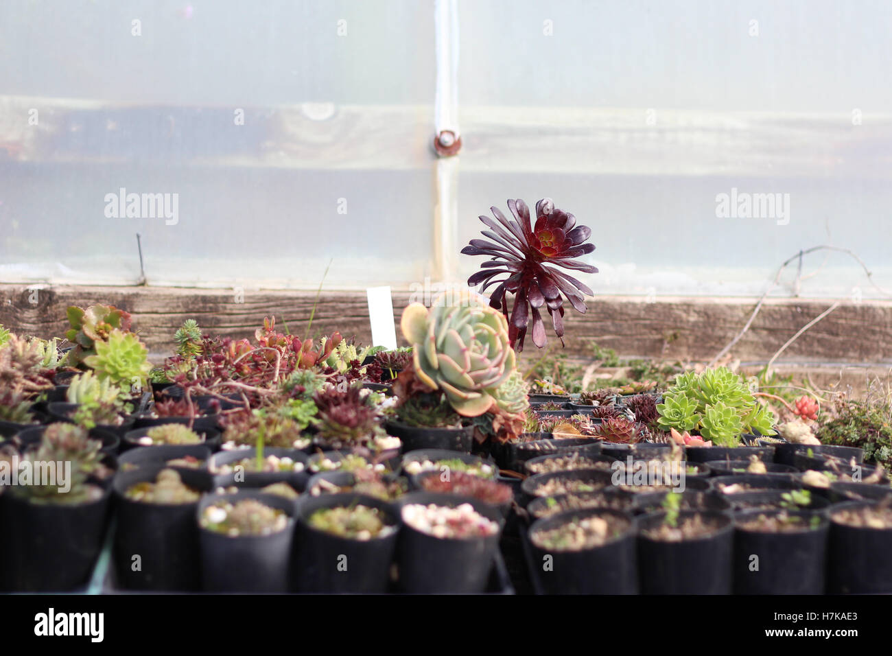 Le piante succulente in crescita in un vivaio Foto Stock Le piante succulente in crescita in un vivaio Foto Stock
