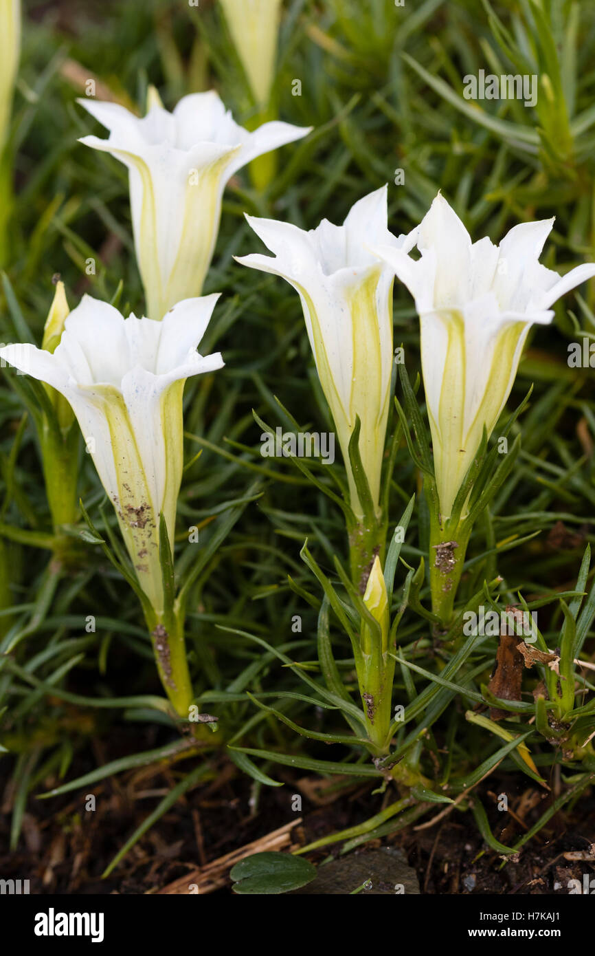 Bianco Fiori a campana del tardo autunno fioritura alpina, Gentiana sino-ornata "Alba" Foto Stock
