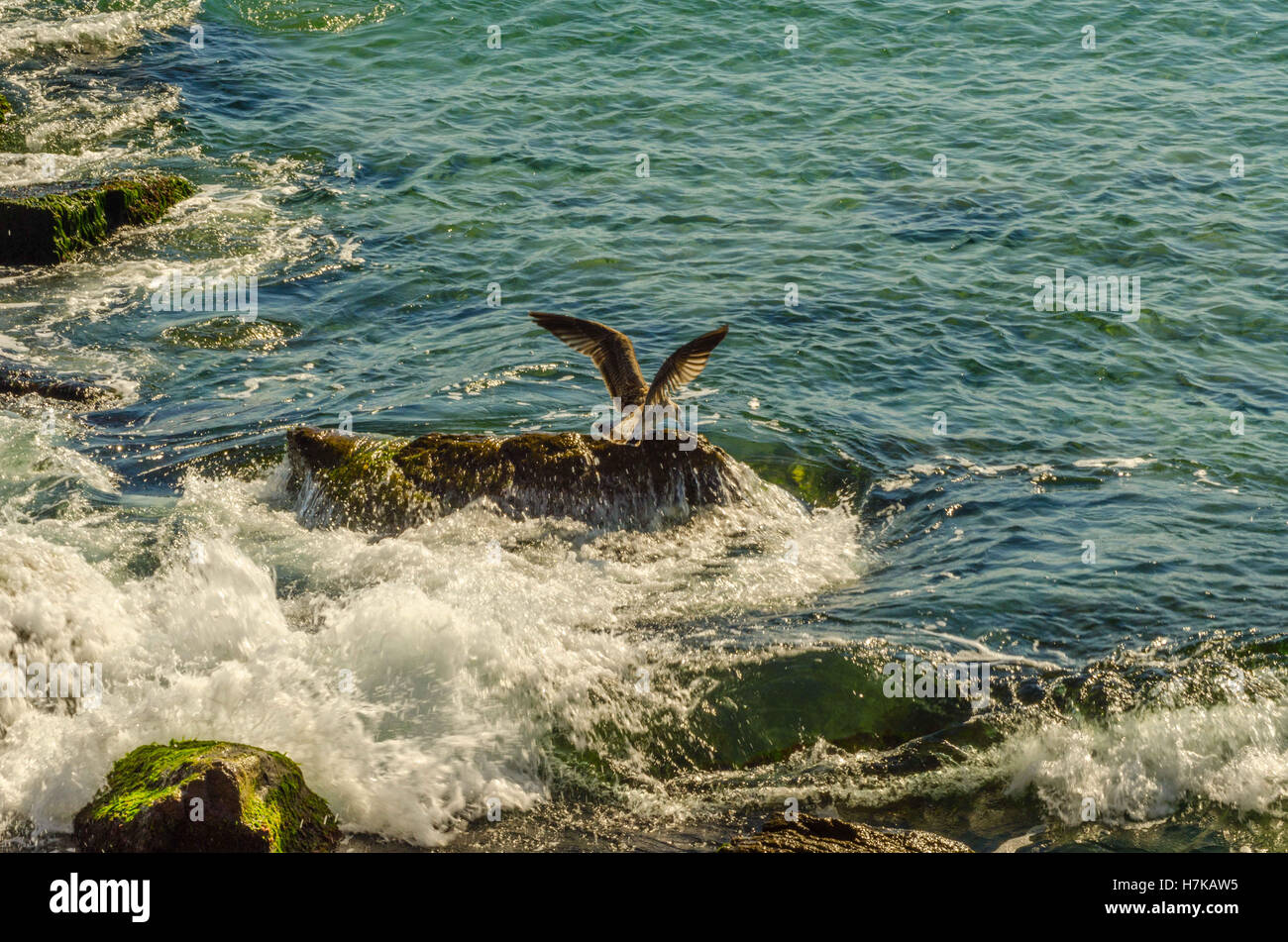 Seagull seashore rocce vacanza mare paesaggio Foto Stock