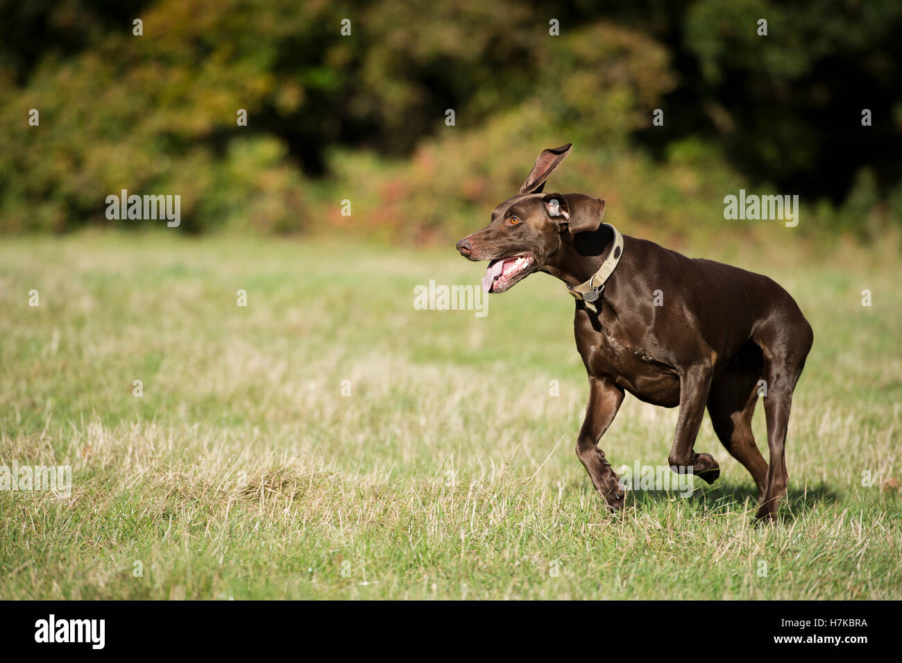 Un tedesco Shorthaired Puntatore in esecuzione su Wimbledon Common Foto Stock