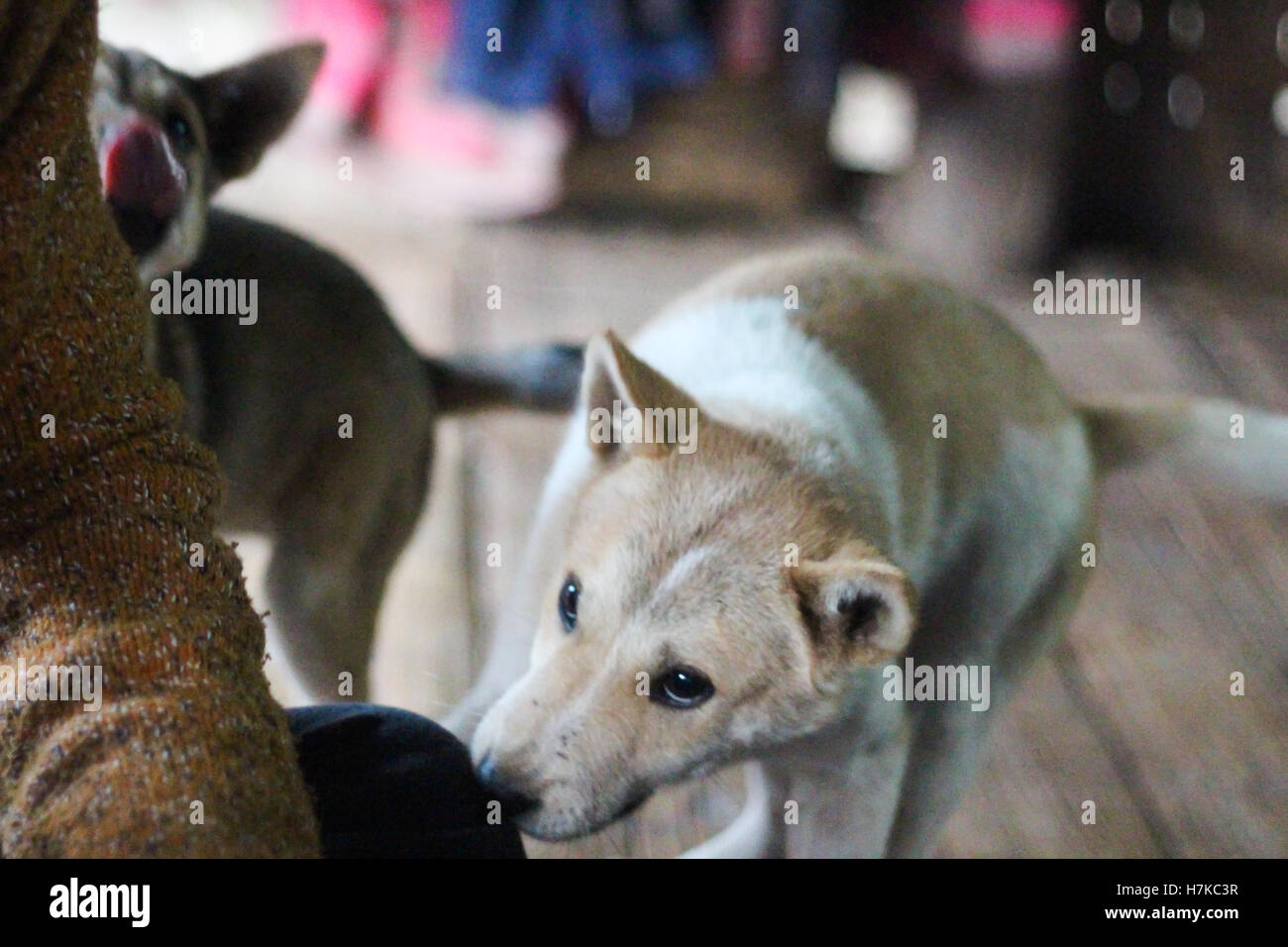 Timido cuccioli ci si avvicina a un villaggio di montagna in Thailandia Foto Stock