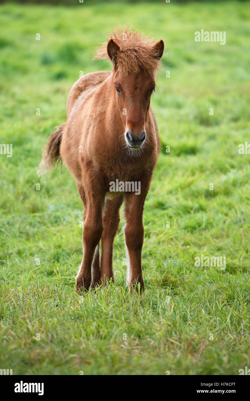 Puledro, Islanda cavallo, pony Islanda (Equus przewalskii f. Caballus), Schleswig-Holstein, Germania Foto Stock