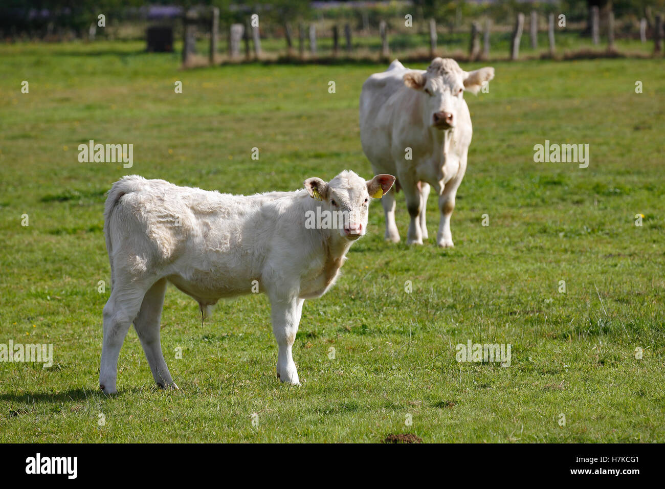 Charolais (Bos primigenius taurus), vitello e vacca su un pascolo, Schleswig-Holstein, Germania Foto Stock