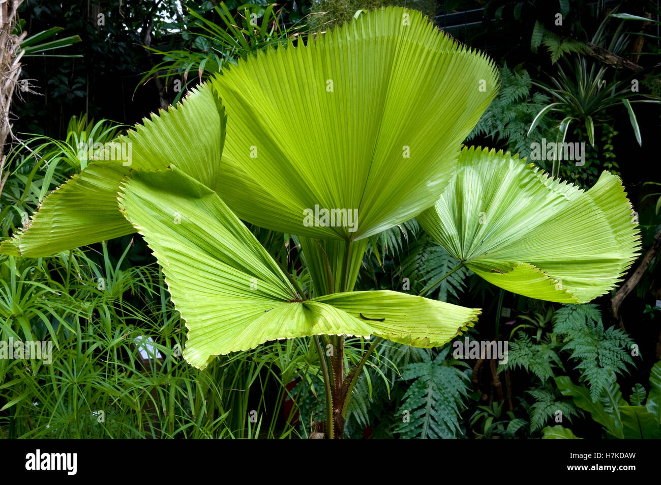 Moreton Bay Rays Palm (Licuala grandis, Arecaceae) Foto Stock