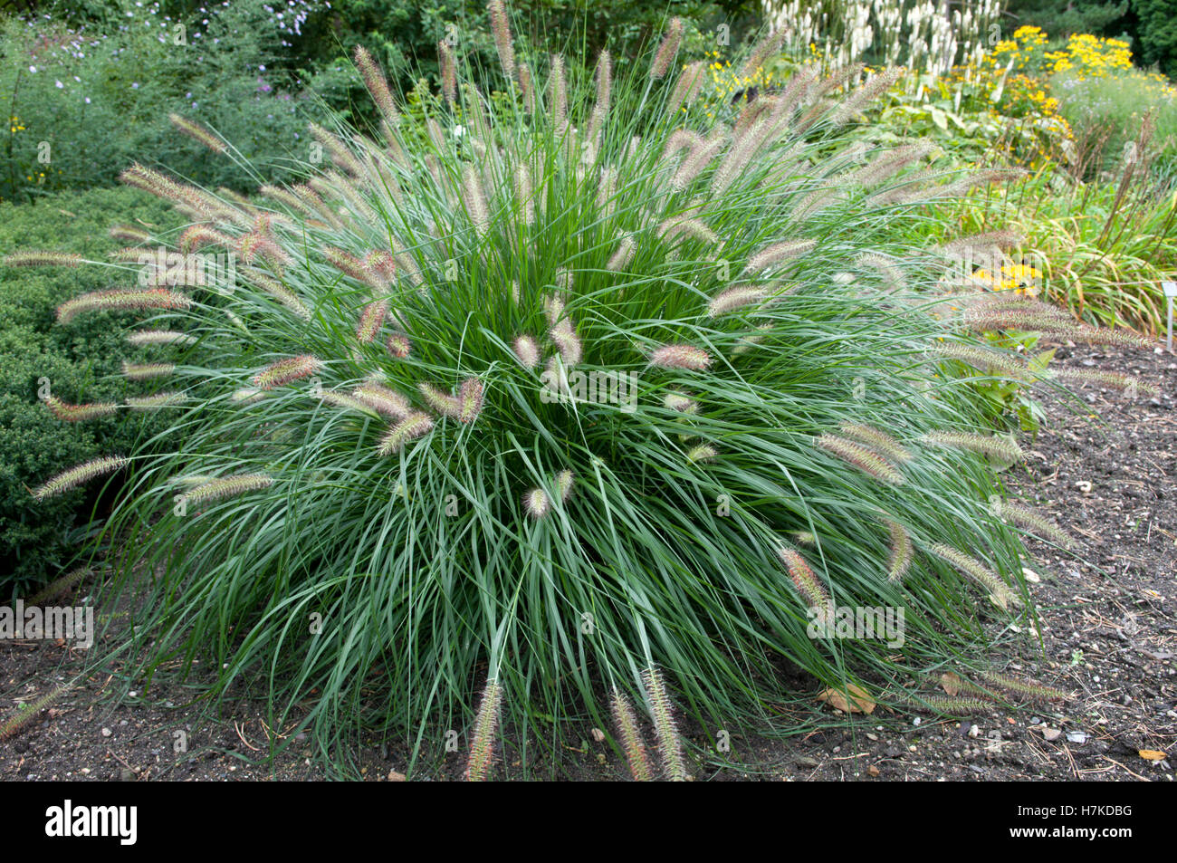 Pennisetum cinese, Fontana di Nana erba (Pennisetum alopecuroides, Poaceae) Foto Stock