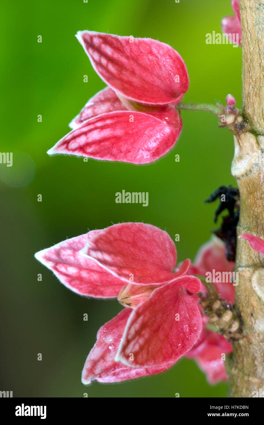 Malva (Goethea strictiflora, Malvaceae) Foto Stock