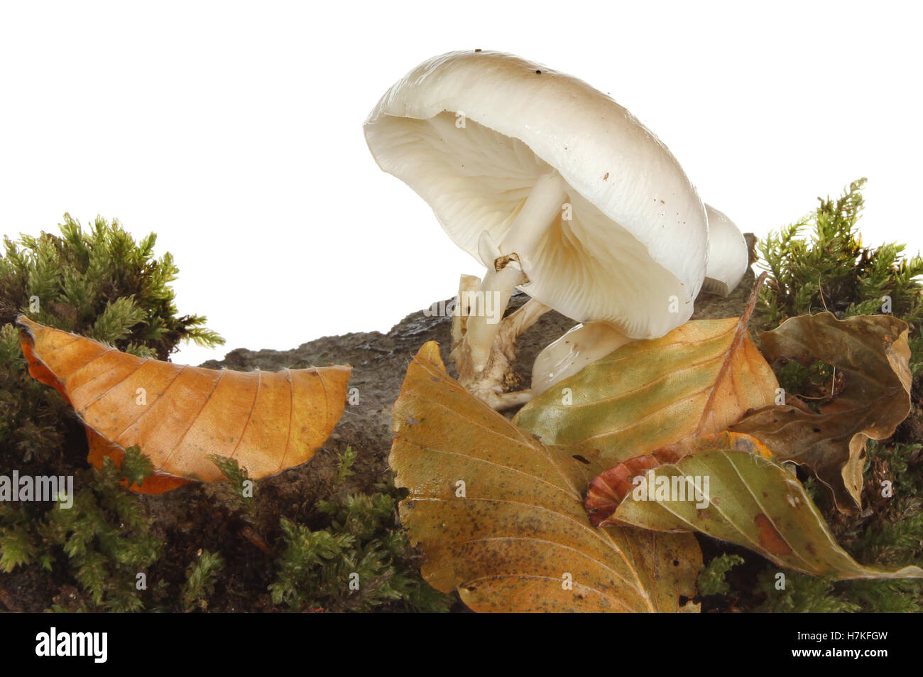 Il legno di faggio bianco toadstool funghi che crescono su legno con MOSS e figliata di foglia contro uno sfondo bianco Foto Stock