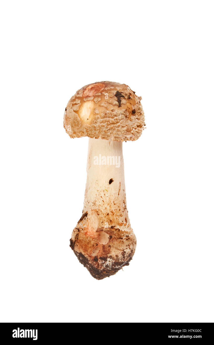 Toadstool funghi isolati contro white Foto Stock
