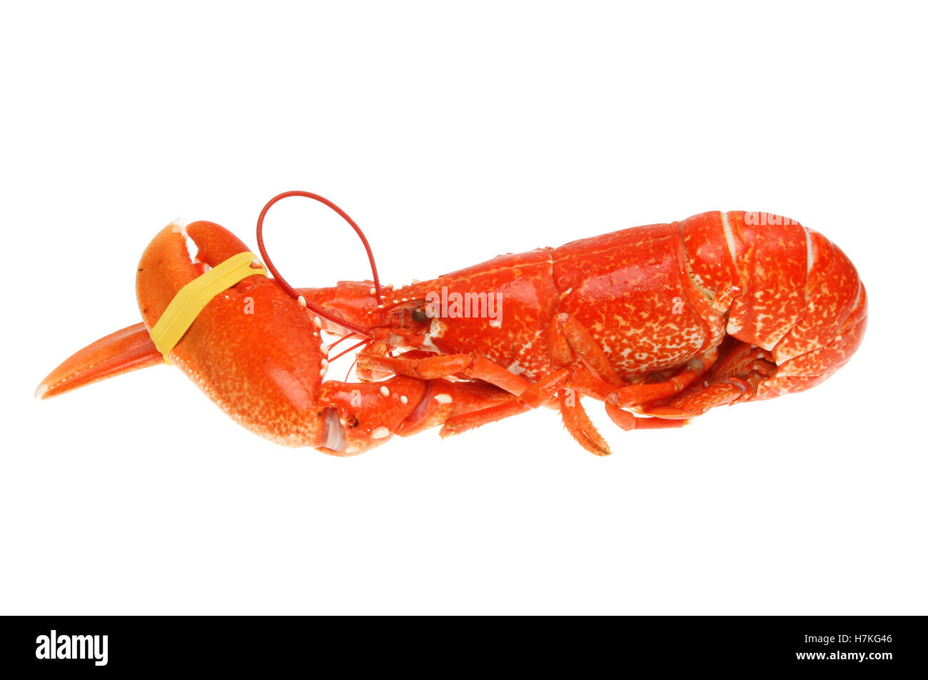 Cotto intero lobster isolata contro bianco Foto Stock