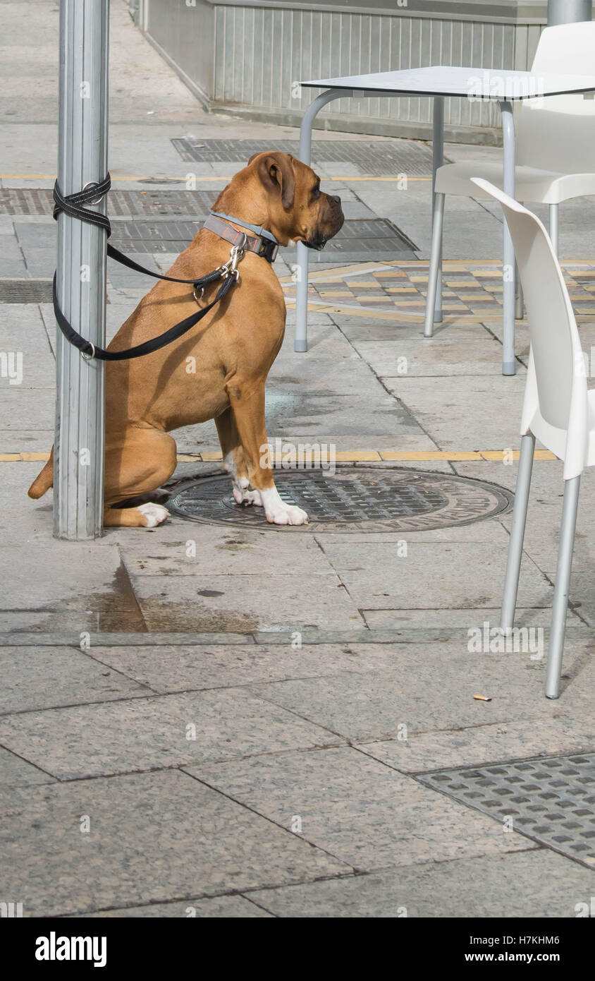 Cane in attesa per la sua prima colazione Foto Stock